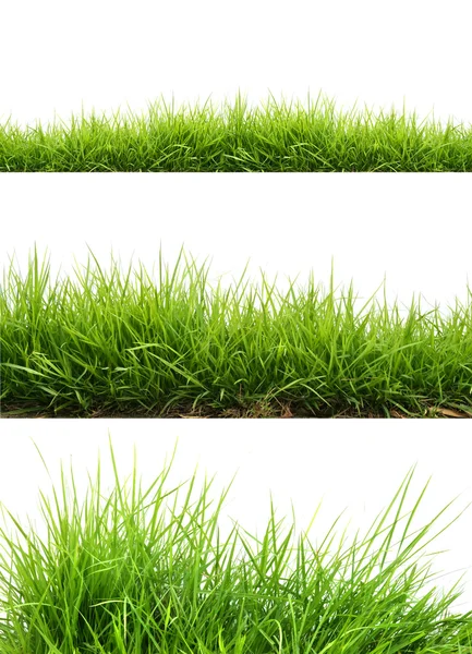 Vers voorjaarsgroen gras — Stockfoto