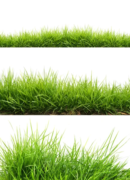 Frisches frühlingsgrünes Gras — Stockfoto