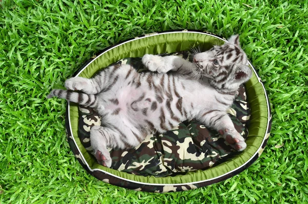 Bebé tigre blanco acostado en un colchón —  Fotos de Stock