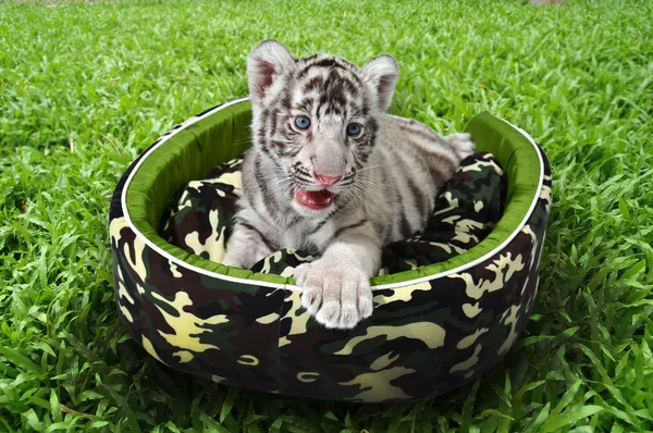 Baby weißer Tiger liegt in einer Matratze — Stockfoto