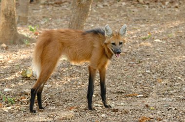 Maned wolf clipart