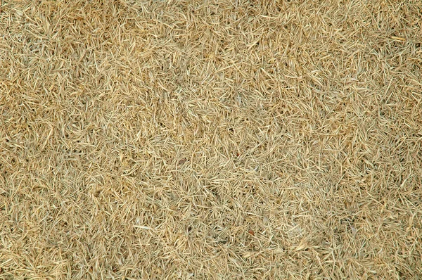 Textured of drird grass — Stock Photo, Image