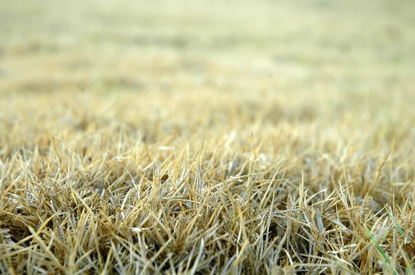 Texturiert aus trockenem Gras — Stockfoto