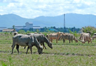 su aygırı sürüsü