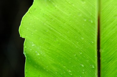 Taze eğrelti otu yaprağı