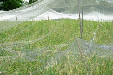 pirinç alan net kapaklı