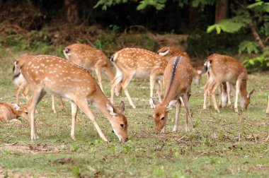 Herd of sika deer clipart