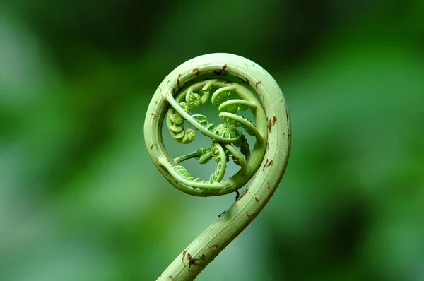 Лист папоротника в тропических лесах — стоковое фото
