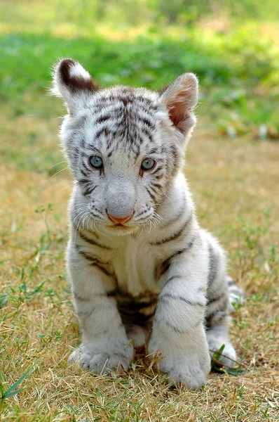 Baby white tiger — Stock Photo, Image