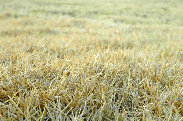 Textured of drird grass — Stock Photo, Image