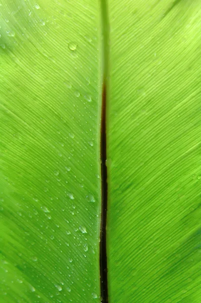 Hoja de helecho fresca — Foto de Stock