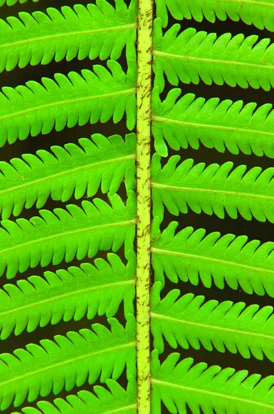 Fresh fern leaf — Stock Photo, Image