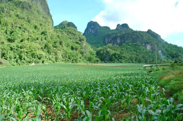 Campo de milho na Tailândia — Fotografia de Stock