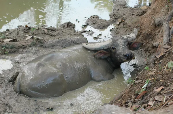 Búfalo de água deitado na lama — Fotografia de Stock