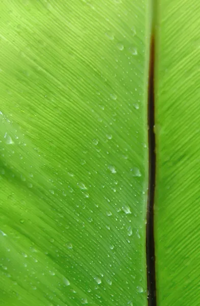 Hoja de helecho fresca — Foto de Stock