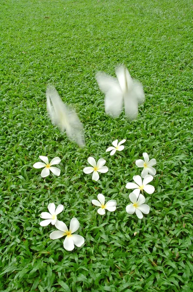 Plumeria fleur sur herbe verte — Photo