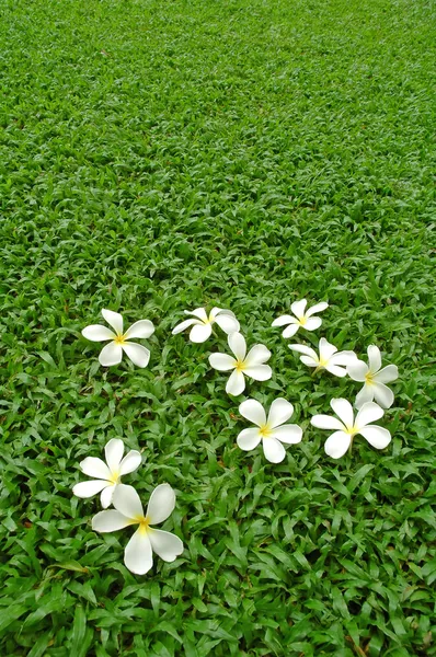 Plumeria květ na zelené trávě — Stock fotografie