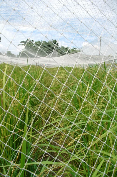 Campo de arroz con cubierta neta — Foto de Stock