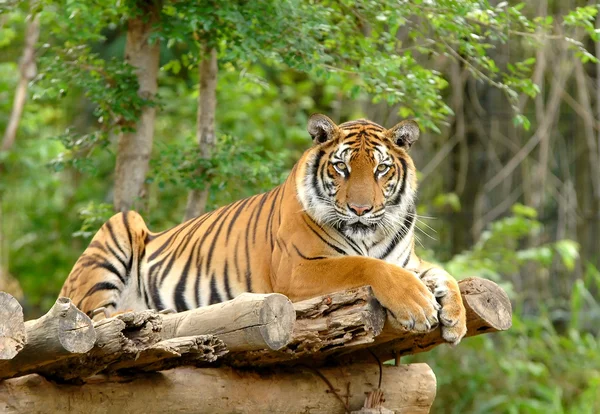 Mężczyzna Tygrys Bengalski — Zdjęcie stockowe