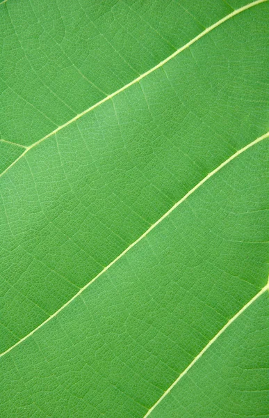Teksturowanej liści — Zdjęcie stockowe
