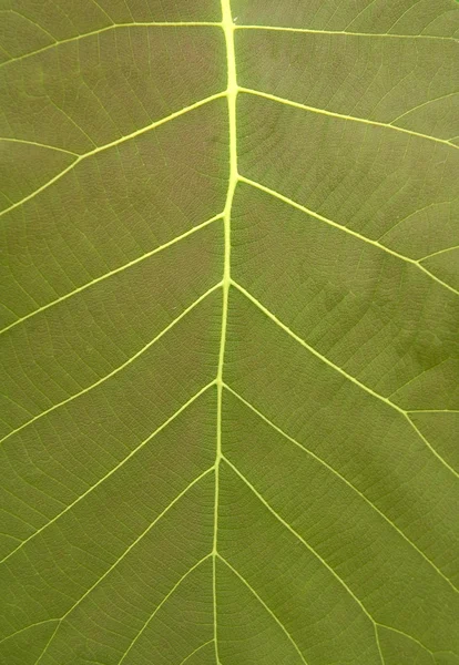 Textured of leaf — Stock Photo, Image