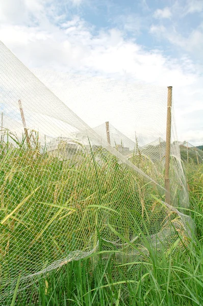 Рисове поле з чистим покриттям — стокове фото