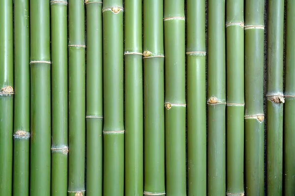 Fond de bambou frais — Photo