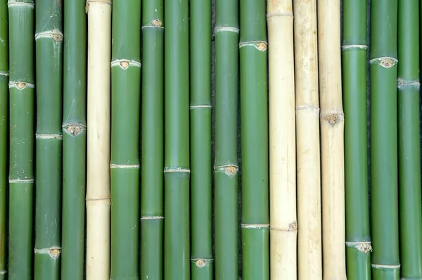 Verse bamboe achtergrond — Stockfoto