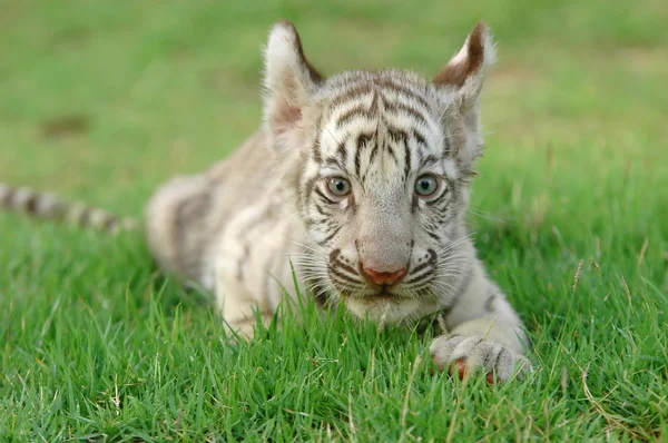 Bebé tigre blanco —  Fotos de Stock