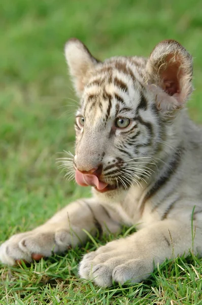 Baby weißer Tiger — Stockfoto