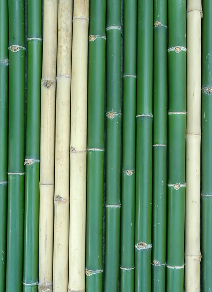 Fondo de bambú fresco — Foto de Stock