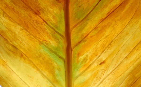 Getextureerde van blad — Stockfoto