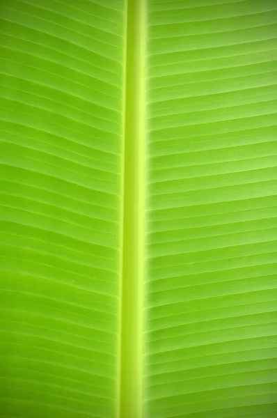 Textured of banana leaf — Stock Photo, Image