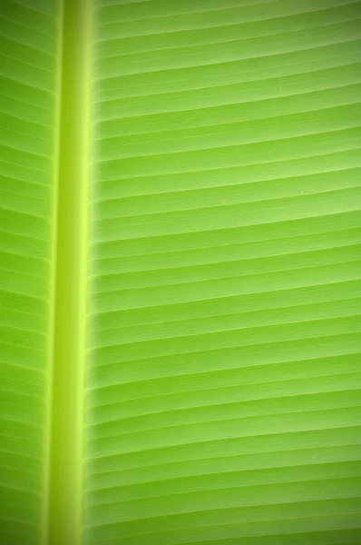 Textured of banana leaf — Stock Photo, Image