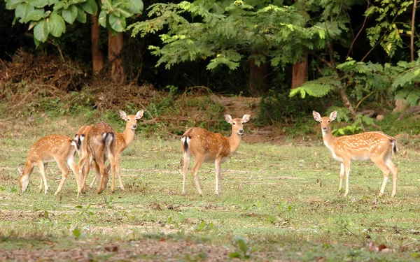 Mandria di cervi sika — Foto Stock