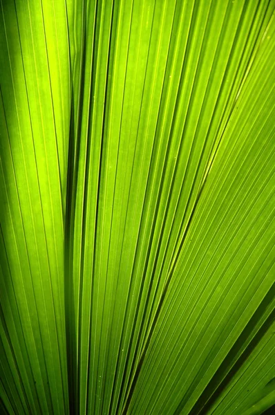 녹색 잎의 질감 — 스톡 사진