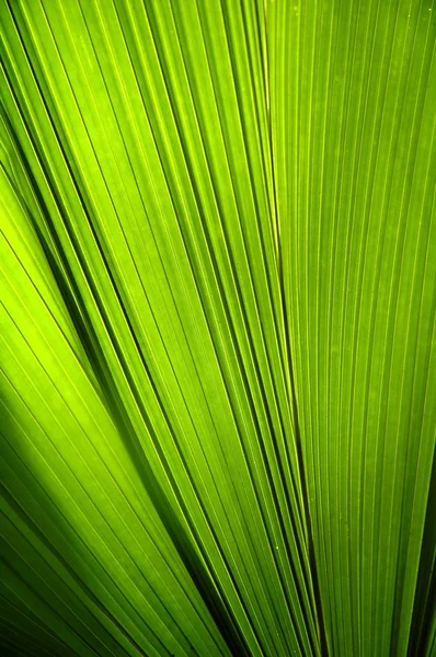 Textured of green leaf — Stock Photo, Image