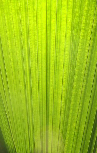 Texturizado de hoja verde — Foto de Stock