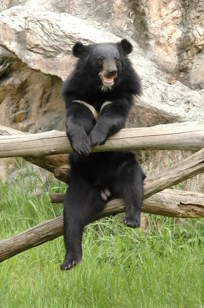 亚洲黑熊 — 图库照片