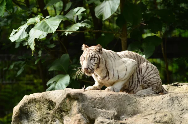 Tigre blanco de Bengala — Foto de Stock