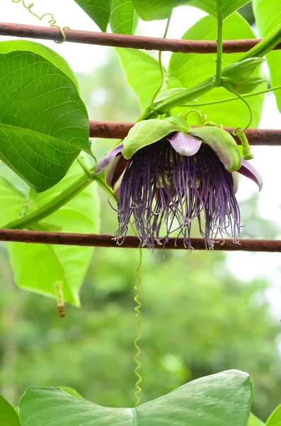 Granadilla gigante —  Fotos de Stock