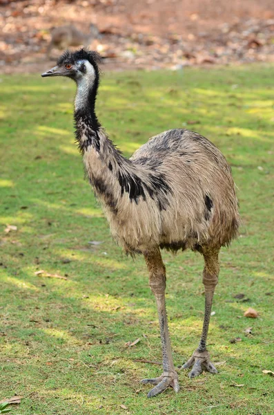 EMU — Stock fotografie