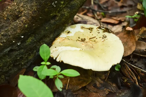 Russula virescens en . — Photo