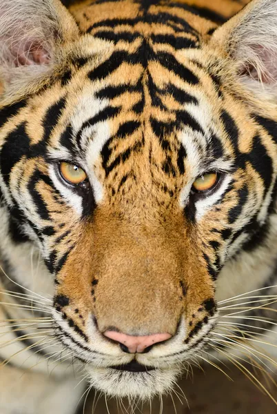 Тигрові обличчям — стокове фото