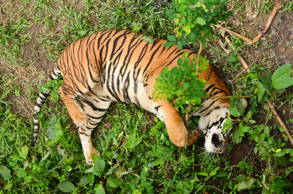 Tigre de Bengala — Foto de Stock