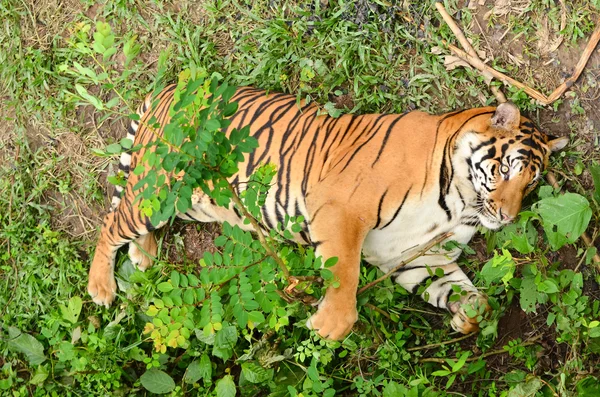 Tigre de bengala — Fotografia de Stock