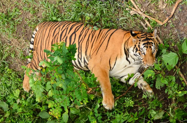 Tigre de Bengala — Foto de Stock