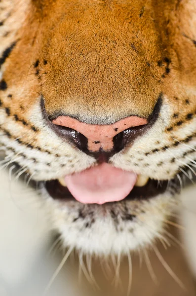 Tijger gezicht — Stockfoto