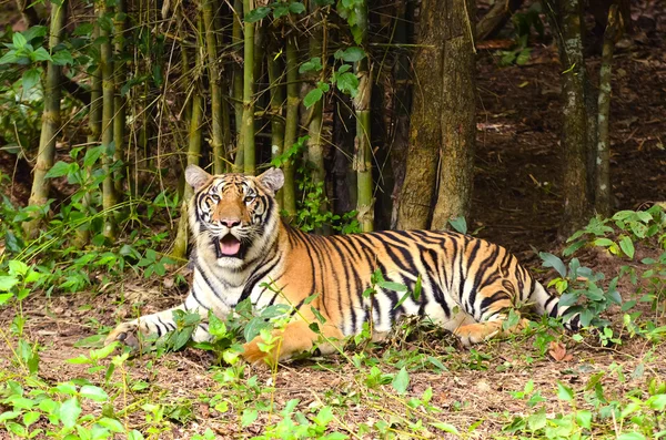Tigre de Bengala — Foto de Stock