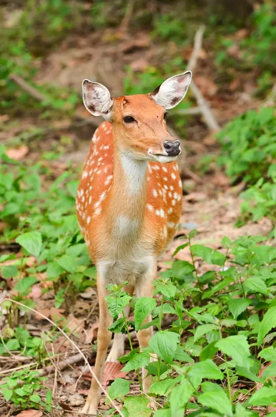 Cervo sika — Foto Stock